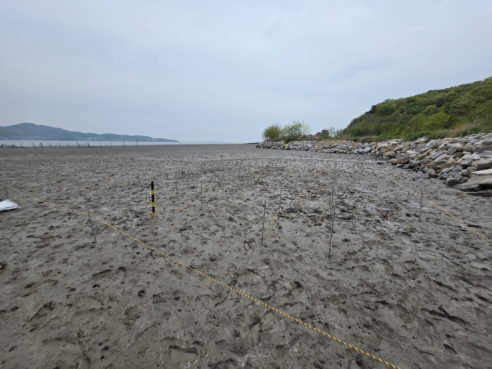 Saltmarsh Restoration Project in Seokmo (Second Visit, 2025)